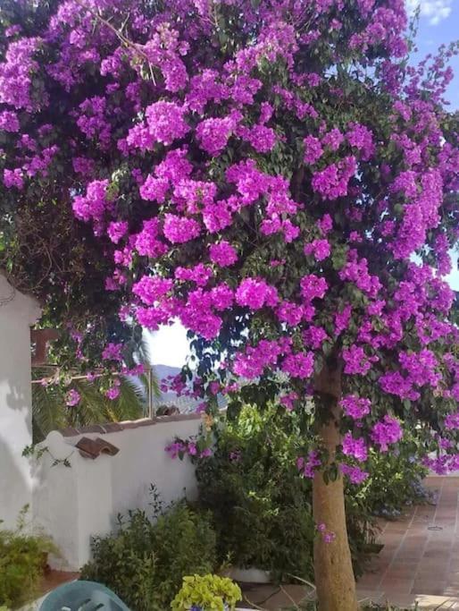 La Villa, Alojamiento Rural Iznájar Exterior foto